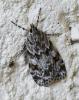 Scoparia basistrigalis